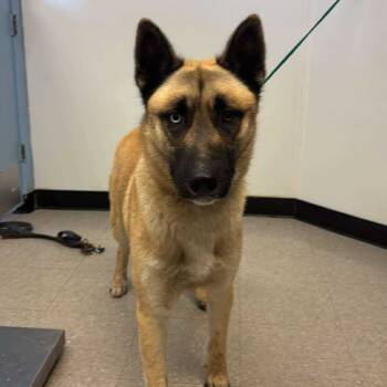 Rescue Shepherd and Husky Dogs for Adoption in Bastrop, Texas - Uno 25-11-028 | PetCurious