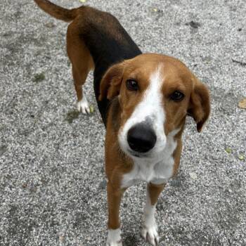 Electra -  Hound Dog for Adoption in Windsor, Virginia - Electra | PetCurious
