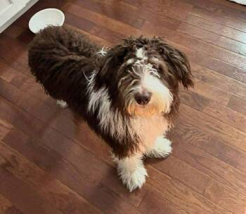 Australian Shepherd and Poodle Dogs Available for Adoption - Lee | PetCurious