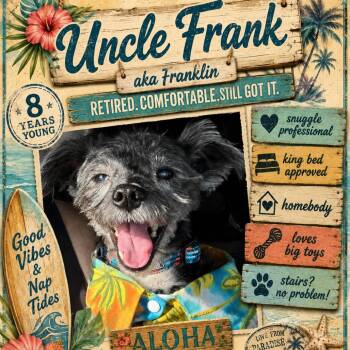 Franklin -  Schnauzer Dog for Adoption in Santa Fe, Texas - Franklin | PetCurious