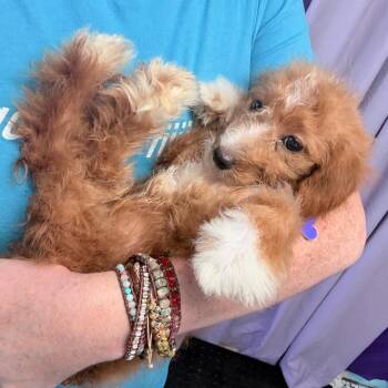 Saffron -  Poodle and Golden Retriever Dog for Adoption in Boerne, Texas - Saffron | PetCurious