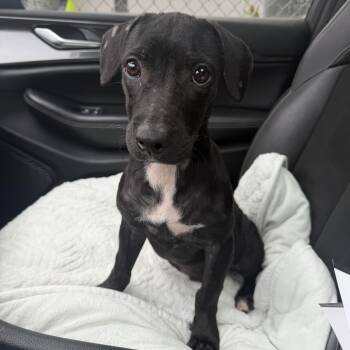 Leroy - The Gentle Little Guy -  Chiweenie Dog for Adoption in Carolina, Carolina - Leroy - The Gentle Little Guy | PetCurious