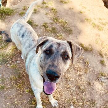 Dashy -  Great Dane and Border Collie Dog for Adoption in Torrance, California - Dashy | PetCurious