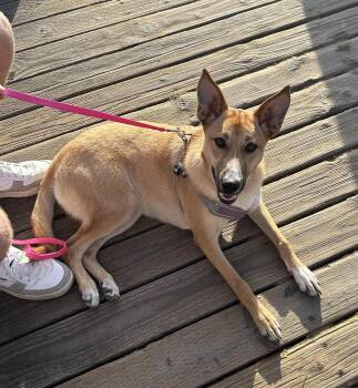 Rescue Shepherd and Terrier Dogs for Adoption in Carlsbad, California - Cleo | PetCurious