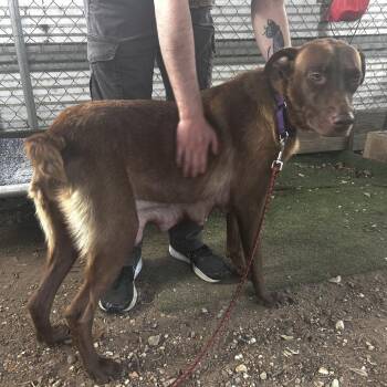 Queens Gambit -  German Shepherd Dog and Mixed Breed Dog for Adoption in Austin, Texas - Queens Gambit | PetCurious