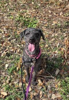 Poodle Dogs Available for Adoption in Elmwood, Louisiana - Mojo | PetCurious