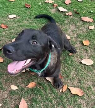 Colton -  Black Labrador Retriever and Pit Bull Terrier Dog for Adoption in Evergreen, Colorado - Colton | PetCurious