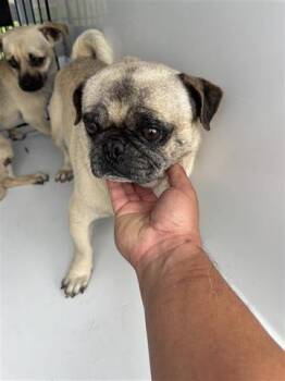 Pug and Mixed Breed Dogs Available for Adoption in Houston, Texas - A655664 | PetCurious