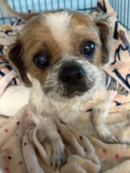 Benji -  Mixed Breed Dog for Adoption in Tunica, Mississippi - Benji | PetCurious