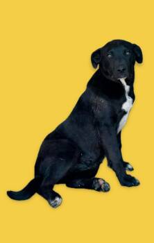 Catahoula Leopard Dog and Australian Cattle Dog Blue Heeler Dogs Available for Adoption in Harrodsburg, Kentucky - Harley | PetCurious