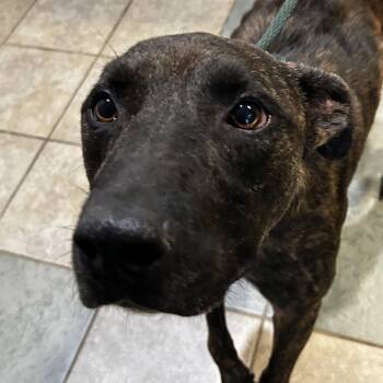 Van Halen -  Mixed Breed Dog for Adoption in Chattanooga, Tennessee - Van Halen | PetCurious