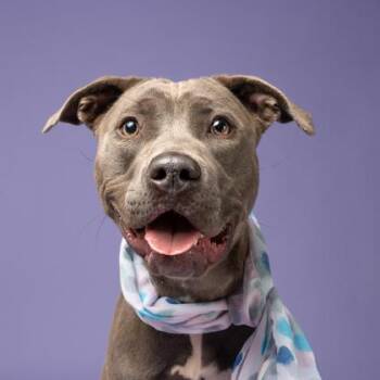 Chappell -  Labrador Retriever and Mixed Breed Dog for Adoption in Atlanta, Georgia - Chappell | PetCurious