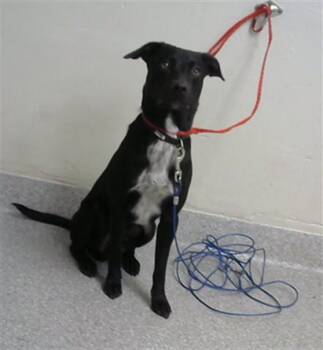 Labrador Retriever and Mixed Breed Dogs Available for Adoption in Pasadena, Texas - A184604 | PetCurious