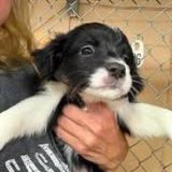 Mona -  Dachshund and Mixed Breed Dog for Adoption - Mona | PetCurious