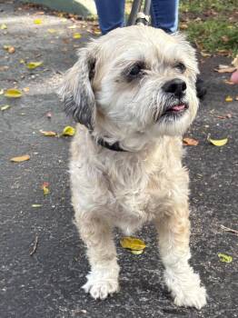 Shih Tzu Dogs Available for Adoption - DRAKE | PetCurious