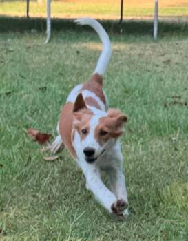 Ariel -  Mixed Breed Dog for Adoption in Northwood, New Hampshire - Ariel | PetCurious