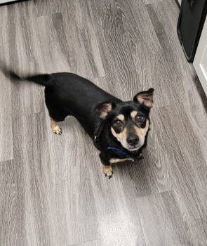 Rescue Dachshund Dogs for Adoption in Columbia, Tennessee - Chachi | PetCurious