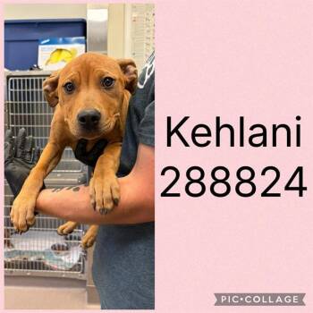KEHLANI -  Mixed Breed Dog for Adoption in Macon, Georgia - KEHLANI | PetCurious