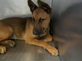 A882569 -  German Shepherd Dog Dog for Adoption in Camarillo, California - A882569 | PetCurious