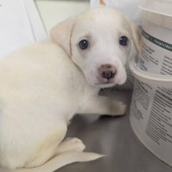 Skylar -  Labrador Retriever Dog for Adoption in Parrish, Alabama - Skylar | PetCurious