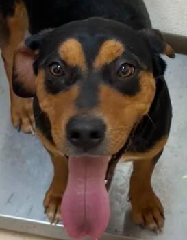 Bernese Mountain Dog and Rottweiler Dogs Available for Adoption - ROSALIE | PetCurious
