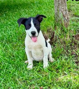 Kenickie -  Australian Cattle Dog Blue Heeler and American Bully Dog for Adoption in Glocester, Rhode Island - Kenickie | PetCurious