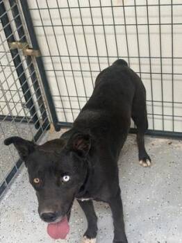 61266144 -  Shepherd and Mixed Breed Dog for Adoption in El Paso, Texas - 61266144 | PetCurious