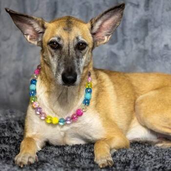 Shepherd Dogs Available for Adoption - Freya | PetCurious