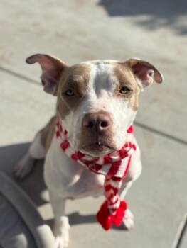 American Staffordshire Terrier Dogs Available for Adoption - Gabby | PetCurious