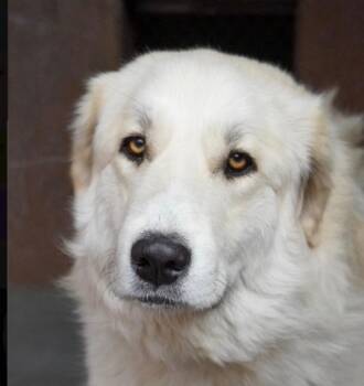 Great Pyrenees Dogs Available for Adoption in Lincoln, Nebraska - Birdie | PetCurious
