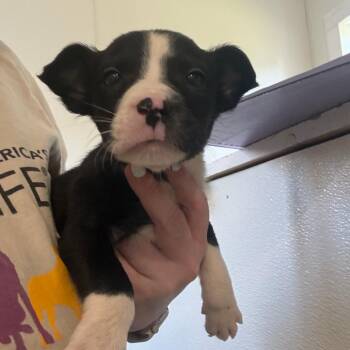 Aragorn -  Cattle Dog Dog for Adoption in Tulsa, Oklahoma - Aragorn | PetCurious
