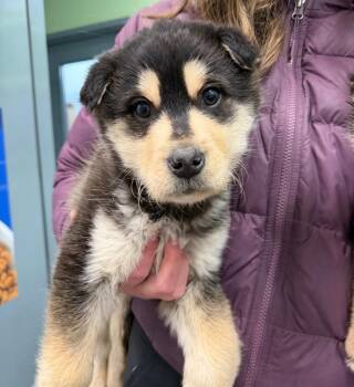Shepherd and Husky Dogs Available for Adoption - Thanos | PetCurious
