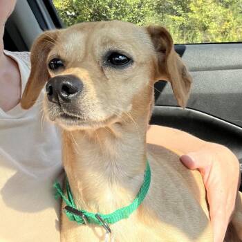 Pancake -  Chihuahua and Mixed Breed Dog for Adoption in Farmersville, Ohio - Pancake | PetCurious