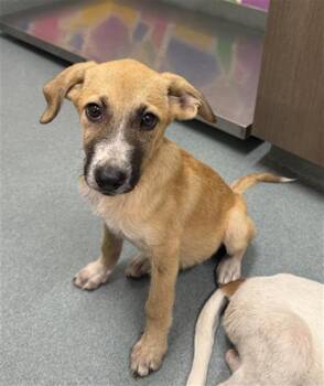 Rescue Black Mouth Cur and Mixed Breed Dogs for Adoption in Baytown, Texas - SCARLET | PetCurious