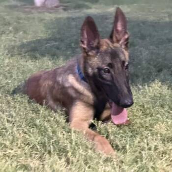 Dale -  Belgian Shepherd Malinois Dog for Adoption in Glendale, Arizona - Dale | PetCurious