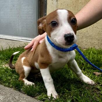 Ashley -  Mixed Breed Dog Available for Adoption in Warrensburg, Missouri - Ashley | PetCurious