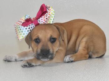 Daisywhisper -  Terrier Dog for Adoption in Springfield, Ohio - Daisywhisper | PetCurious