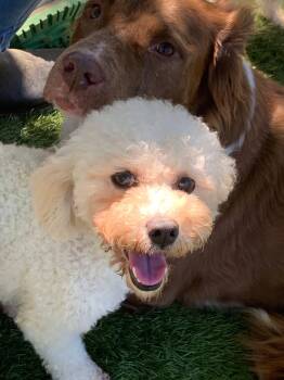 Poodle Dogs Available for Adoption in Social Circle, Georgia - MILA | PetCurious