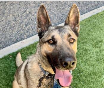 PLEASE SAVE ME - TRAVIESO - A551551 -  German Shepherd Dog Dog for Adoption in San Marcos, California - PLEASE SAVE ME - TRAVIESO - A551551 | PetCurious