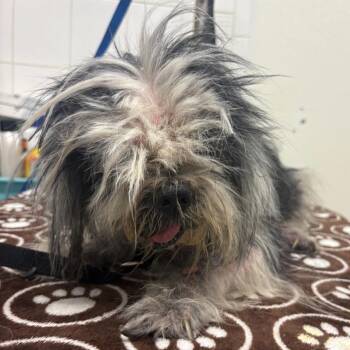 IVHS-Stray-139438 -  Shih Tzu Dog for Adoption in San Gabriel, California - IVHS-Stray-139438 | PetCurious