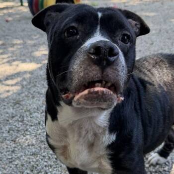 Monet -  Pit Bull Terrier Dog for Adoption in Dayton, Ohio - Monet | PetCurious