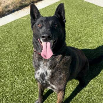 Ranger -  Dutch Shepherd Dog Available for Adoption in Cody, Wyoming - Ranger | PetCurious