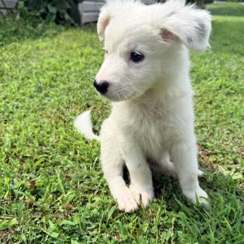 Petey -  Australian Cattle Dog Blue Heeler and Great Pyrenees Dog for Adoption in Columbia, Maryland - Petey | PetCurious