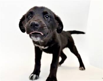 Terrier Dogs Available for Adoption - PICKLE | PetCurious