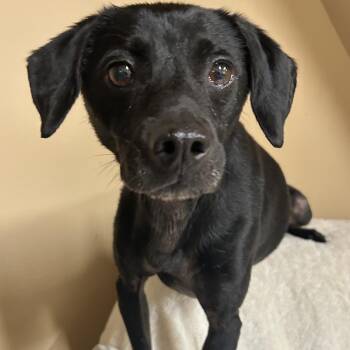 Manchester Terrier Dogs Available for Adoption in Rockville, Maryland - Shadow | PetCurious