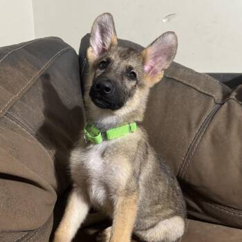 Rain -  German Shepherd Dog Dog Available for Adoption in Griffin, Georgia - Rain | PetCurious