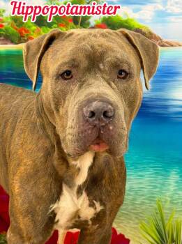 Hippopotamister -  Mixed Breed Dog for Adoption in Flint, Michigan - Hippopotamister | PetCurious