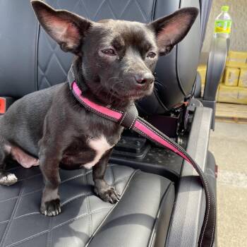 Rescue Chihuahua Dogs for Adoption in Springdale, Ohio - Lady Jane | PetCurious