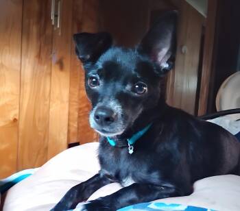 Rescue Chihuahua and Rat Terrier Dogs for Adoption in Friendship, New York - Lady Jane | PetCurious