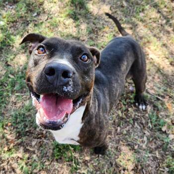 Neon -  Terrier and Mixed Breed Dog for Adoption in Corpus Christi, Texas - Neon | PetCurious